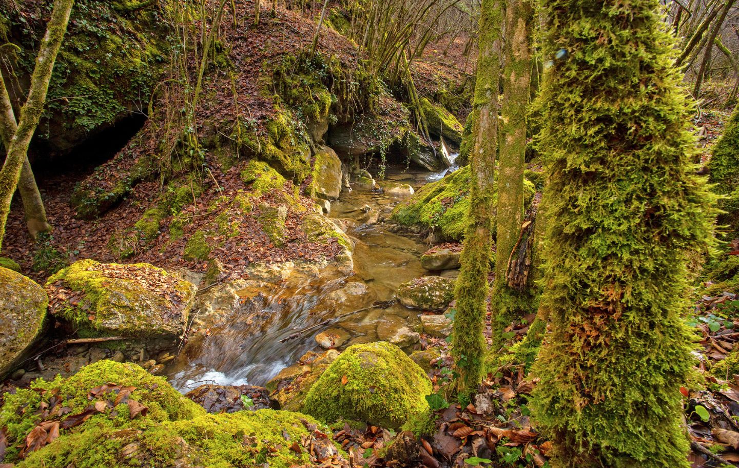 El torrent de la Masica, escortat per roques cobertes de molsa i fulles